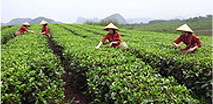 有機(jī)茶園管理